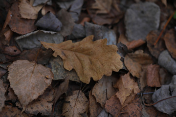 dry autumn leaves on the ground to use for the background
