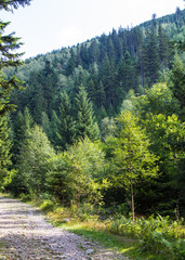 Fototapeta na wymiar Karkonosze - Polish mountains. Mountains, trails and vegetation in the summer.