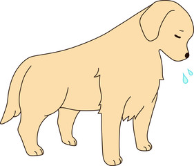 ゴールデンレトリバー（反省）