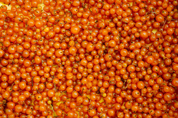 Background of yellow, Оrange currants. Fresh berries closeup. Top view.