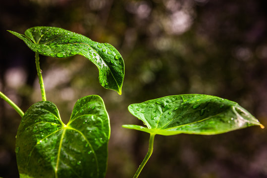 Hojas de una planta recien regada al sol. Detalle de gotas de agua. Roc&iacute;o