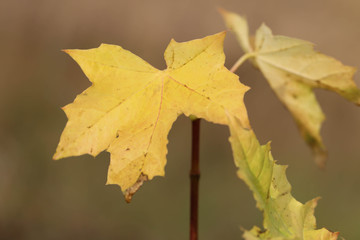 yellow maple leaves on a twig