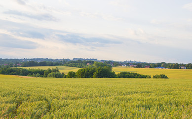 Fototapeta na wymiar Polish arable fields. Rural landscape. Ripening cereals.