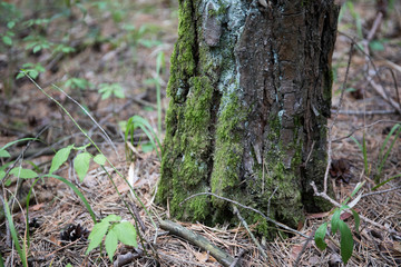 Bark of Pine Tree close up. Beautiful pine forest at summer time.