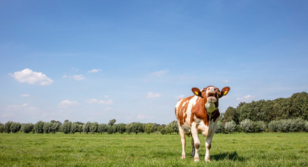 Red and white cow, mooing in a meadow in a landscape.