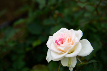 荒牧バラ公園　薔薇