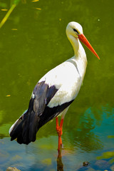 White stork