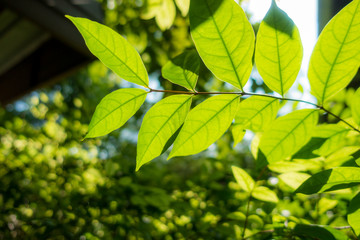 Naklejka premium Abstract, nature Green leaf background and beautiful wallpaper.
