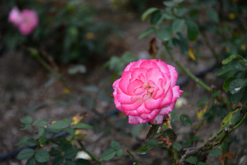 荒牧バラ公園　薔薇