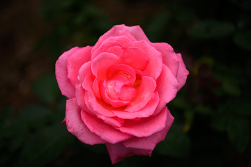 荒牧バラ公園　薔薇
