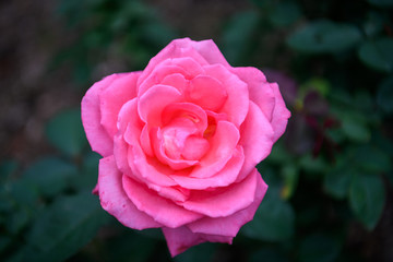 荒牧バラ公園　薔薇