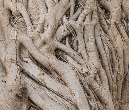 closeup of a section of the trunk of a large banyan tree showing the pattern and texture of the intertwined aerial roots clinging together