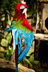colorful parrot