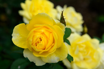 荒牧バラ公園　薔薇