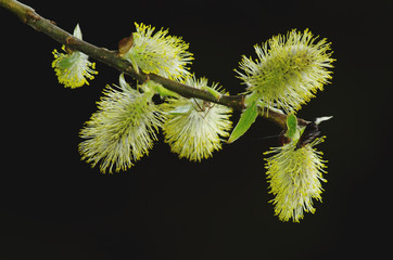 Inflorescence of Salix 