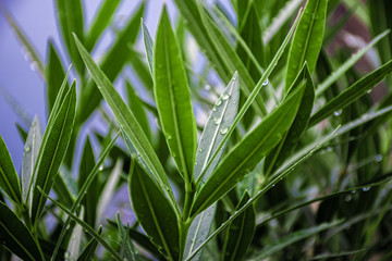 Green oleander leafs after rain with water drops, healty concept backgrounds