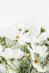 Fototapeta na wymiar A beautiful pattern with white chamomile, daisies flowers. Floral texture or print. Holiday, wedding, birthday, anniversary concept. Copy space, flat lay, top view.