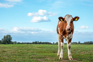 Young cow is eating or roaring in a meadow.