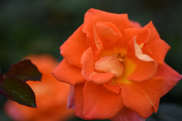 荒牧バラ公園　薔薇