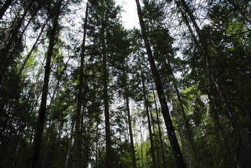 Fototapeta premium trees in the forest