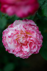 荒牧バラ公園　薔薇