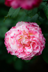 荒牧バラ公園　薔薇