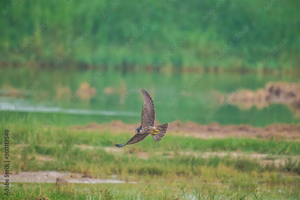 Wall mural Peregrine Falcon in Mai Po Nature Reserve, Hong Kong (Formal Name: Falco peregrinus)