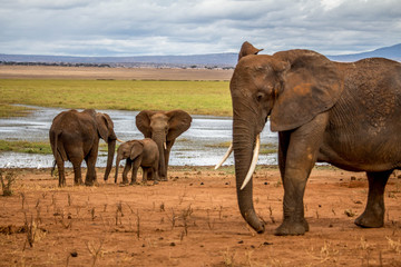 Elephant family at lake