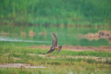 Peregrine Falcon in Mai Po Nature Reserve, Hong Kong (Formal Name: Falco peregrinus)