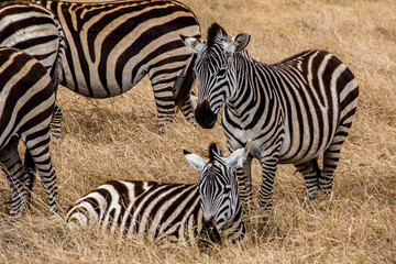 Fototapeta na wymiar Zebras in the wild