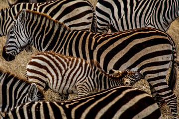 Fototapeta na wymiar Mother zebra with her baby in a herd