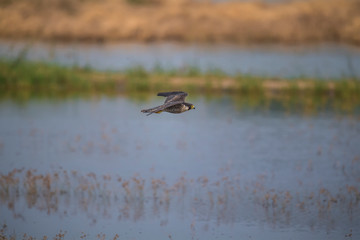 Peregrine Falcon in Mai Po Nature Reserve, Hong Kong (Formal Name: Falco peregrinus)