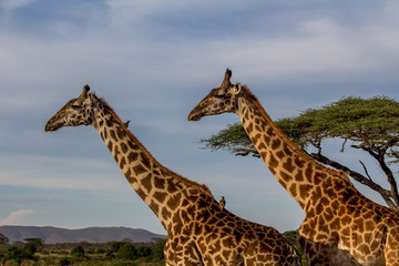 Heads of two giraffes
