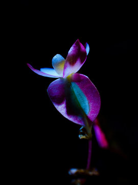 Mysterious blue flower on a black background