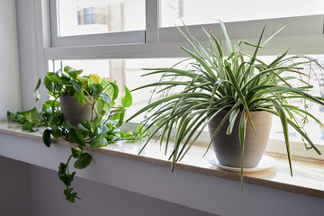 flower pots on window shelf concept take care of plants like pets