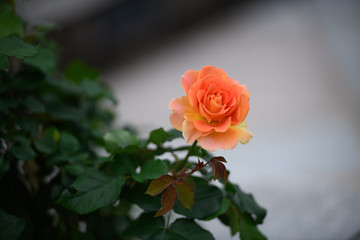 荒牧バラ公園　薔薇