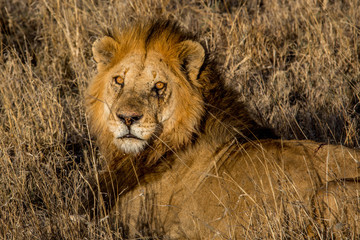 Male lion