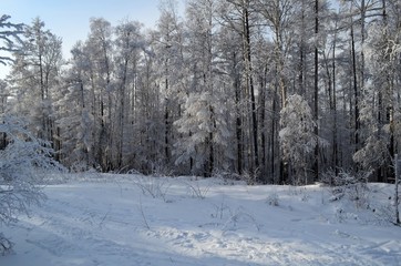 Siberian winter, winter forest, crackling frost, blue transparent sky. Trees, shrubs covered with snow and hoarfrost, beauty.