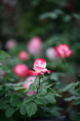 荒牧バラ公園　薔薇