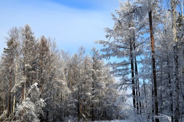 Siberian winter, winter forest, crackling frost, blue transparent sky. Trees, shrubs covered with snow and hoarfrost, beauty.