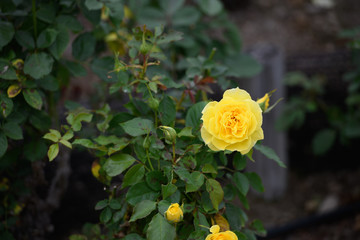 荒牧バラ公園　薔薇