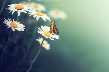 Beautiful butterfly on a daisy flower consuming their nectar