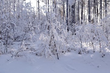 Siberian winter, winter forest, crackling frost, blue transparent sky. Trees, shrubs covered with snow and hoarfrost, beauty.