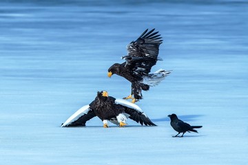 Two Steller's sea eagles fighting over fish on frozen lake, Hokkaido, Japan, majestic sea raptors with big claws and beaks, wildlife scene from nature,birding adventure in Asia,birds in flight