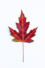 Bright dark-red and yellow leaf of maple tree on the white background