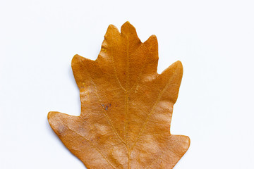 Fototapeta premium Brown-orange autumn leaf of oak tree on the white background