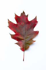 Red and green autumn leaf of oak tree on the white background