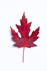 Bright dark-red autumn leaf of maple tree on the white background