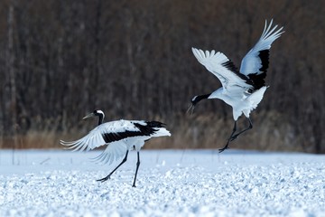 Dancing red crowned cranes (grus japonensis) with open wings on snowy meadow, mating dance ritual,...