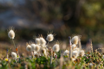 grass detail plant